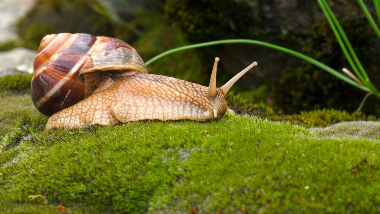 Achatina Zrava