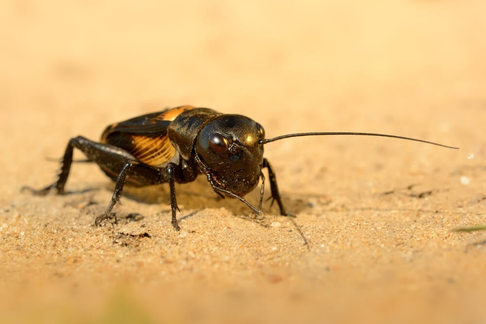 Gryllus Campestris