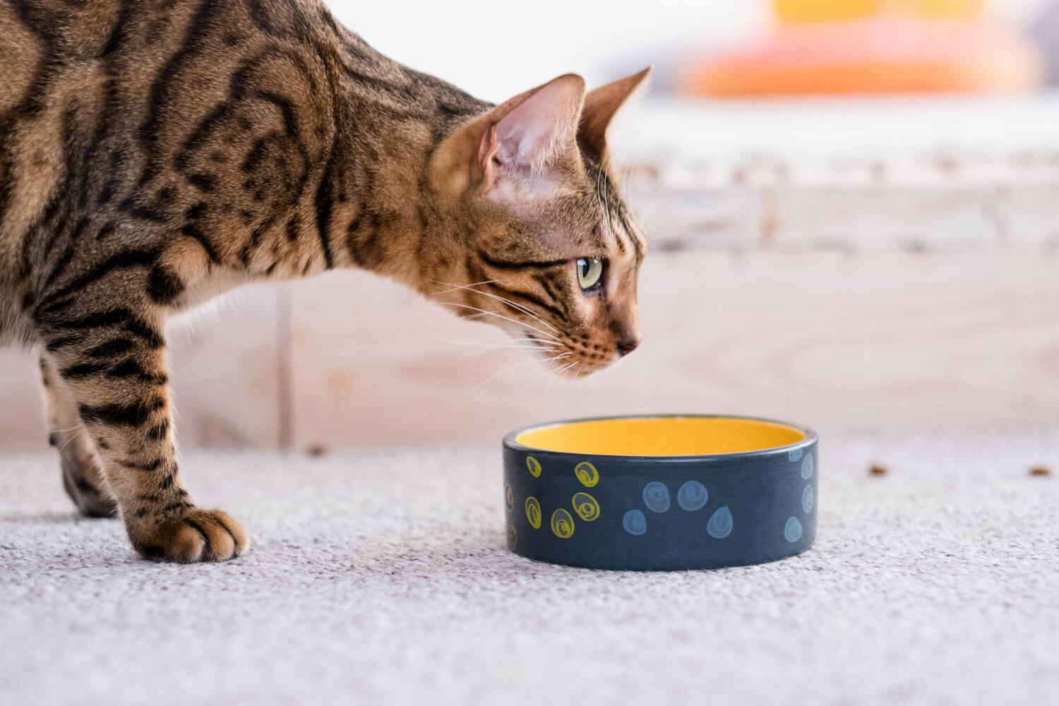 Healthy Pet Diet Quality Food Bowls Cat Dinner Time Beautiful Bengal Kitty 2